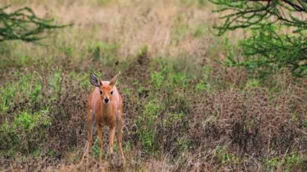 Female Steenbok Scraping Ground While Looking Camera Behavior Defecating Urinating — Vídeos de Stock
