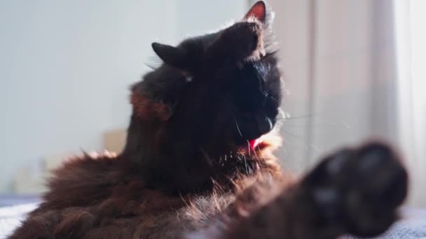 Gato Negro Lavándose Cámara Lenta — Vídeos de Stock