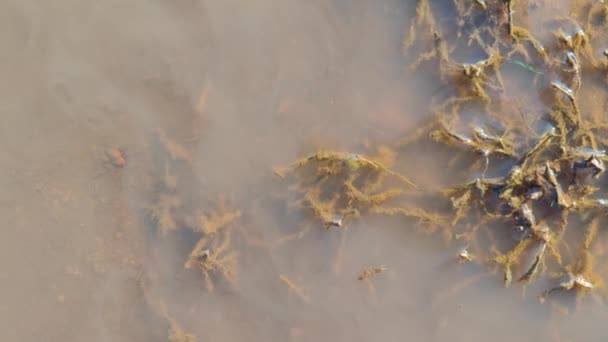 Aqua Malezas Raíces Muddy Flujo Sucio Eroded Lake Water — Vídeos de Stock