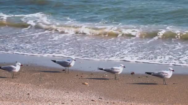 海滩上成群的鸟儿 — 图库视频影像