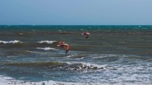 Audouins Gulls Cielo — Vídeo de stock