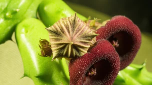 Red Dragon Stapelia Cactus Flowering Bud Bloom Macro Close Frontal — стоковое видео