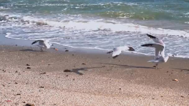 Auduinenmöwe Hebt Einem Windigen Tag — Stockvideo