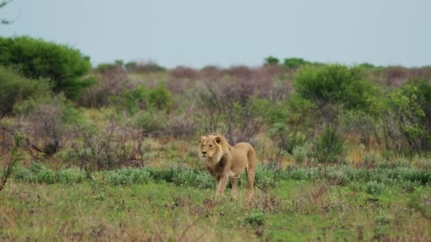 Lone Lion Roaring Grassland Surrounded Thorn Bushes Central Kalahari Game — Stock Video