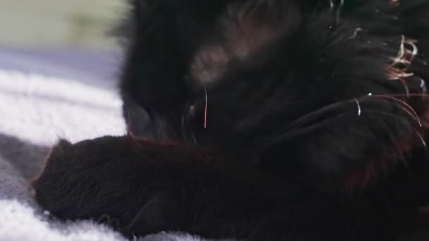 Nahaufnahme Einer Schwarzen Katze Die Sich Die Pfote Wäscht — Stockvideo