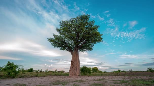 Botsvana Afrika Afrika Safarisinin Ortasında Bekleyen Yalnız Baines Baobab Ağacı — Stok video