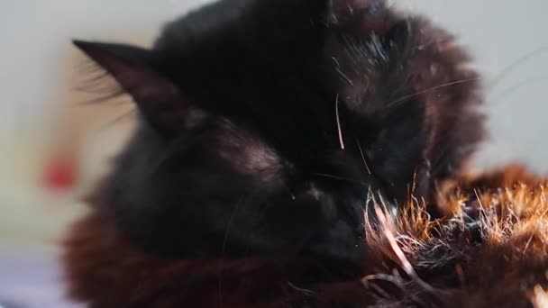 Black Cat Washing Itself Slow Motion — Vídeos de Stock