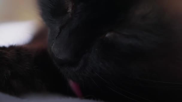 Närbild Kattens Ansikte Och Tunga Tvätta Sig — Stockvideo