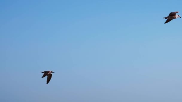 Audouins Gulls Volando Cielo Despejado — Vídeo de stock