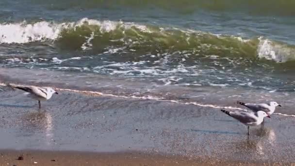 Audouins Gulls Beach — стоковое видео