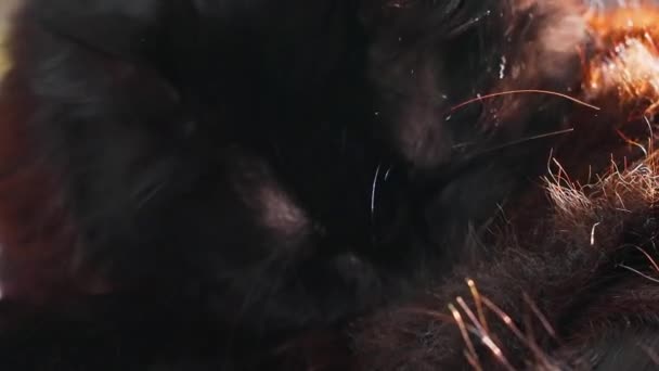 Domestic Black Cat Washing Itself — Vídeo de Stock