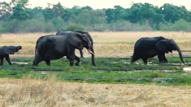 Elephants Grazing Okawango Delta Some Marshes — Stock Video