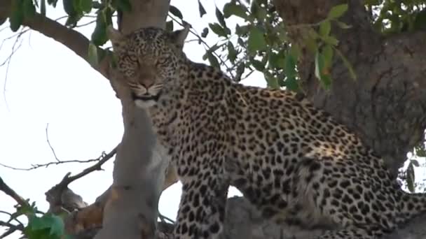 Leopardo Assistindo Árvore Botswana — Vídeo de Stock
