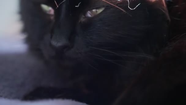 Close Domestic Black Cat — Stok video