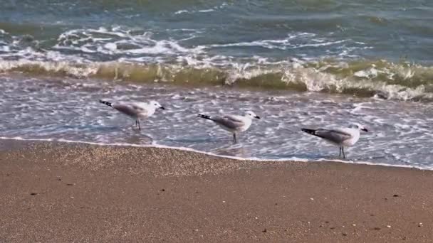 Audouins Gulls Beach Windy Day — Stock Video