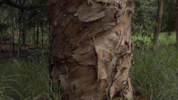 Грубая Кожа Дерева Растет Лесу Заповедника Тала Наклон Вверх — стоковое видео