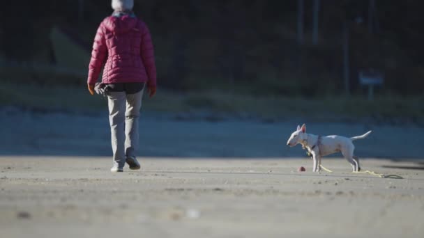 Kobieta Małym Białym Psem Spacerującym Plaży Zabawny Szczeniak Biegający Piłką — Wideo stockowe