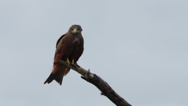 Hawk Perched Dead Branch Observing Its Surroundings Wind Ruffling Its — стоковое видео