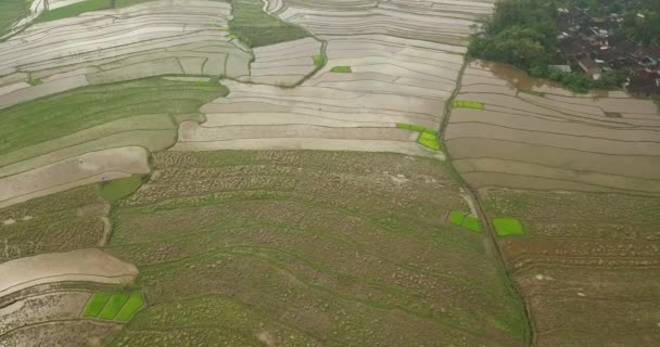 Aerial Flyover Flooded Rice Fields Paddys Indoensia Sunny Day Beautiful — Vídeos de Stock