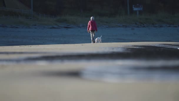 Woman Walking Sandy Beach Small White Terrier Happily Her Slow — ストック動画