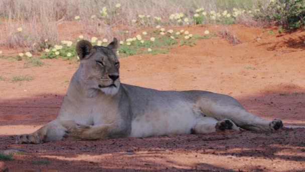 Lioness Falling Asleep Upright Shade Tree Middle Bushveld Central Kalahari — Vídeos de Stock