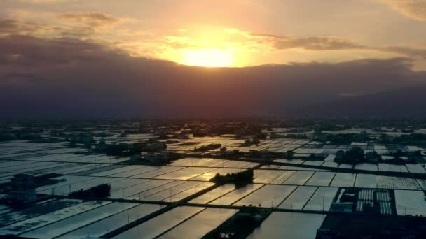 云后金色落日下稻田种植的空中全景 — 图库视频影像