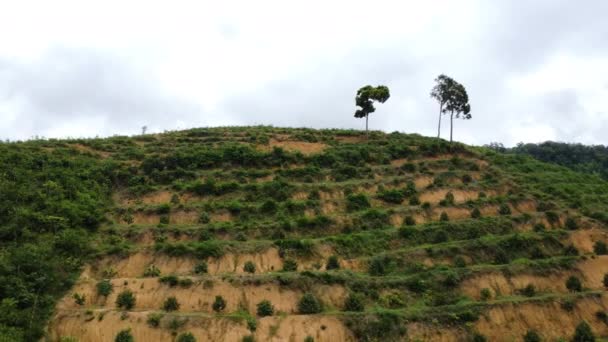 Landscape Vietnam Lots Trees Being Cut Order Agriculture Grow Crops — стокове відео