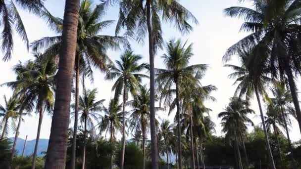 Backwards View Palm Tree Jungle Cam Ranh Vietnam Low Angle — Wideo stockowe