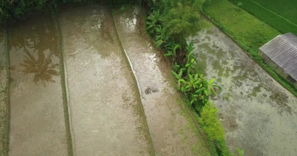 Circling Drone Shot Farmer Hoeing Rice Field Asian Countryside Rice — Stock Video