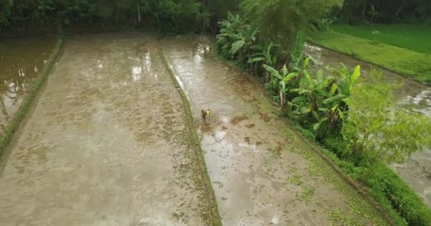 View Farmer Hoeing Rice Field Taken Drone Camera Asian Countryside — Stock Video