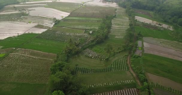 Flight Tropical Rice Field Magelang Indonesia Aerial View Rice Terraces — Wideo stockowe