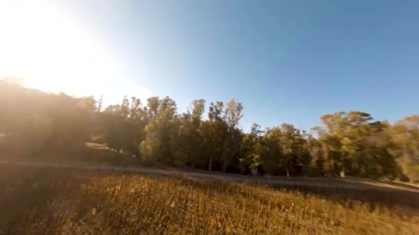 Orbits Dry Sunflower Field Sun Its Side — Wideo stockowe