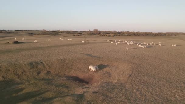 Folk Sheep Grazing Vast Grassland Ireland Sunny Day 스트리트 — 비디오