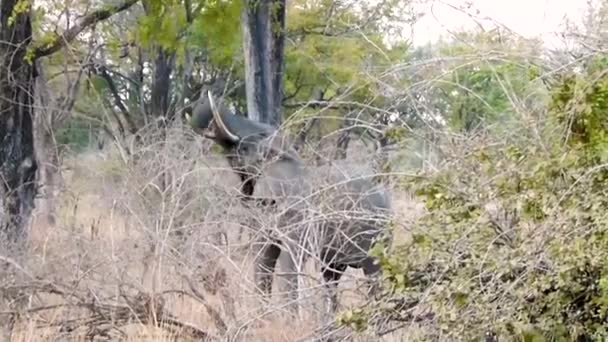 Elephants Grazing Okawango Delta Branches Savannah — Stock Video