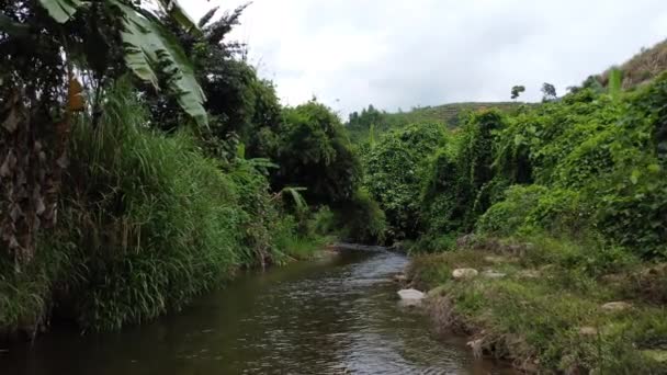 Vista Avanti Livello Del Suolo Poco Fiume Foresta Pluviale Tropicale — Video Stock