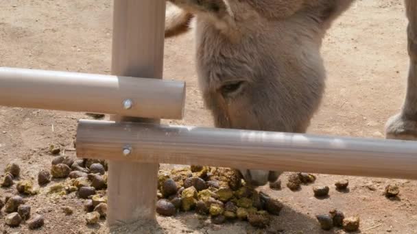 家养的驴子在粪肥上嗅粪 韩国首尔大公园动物园的Equus Asinus 关门了 — 图库视频影像