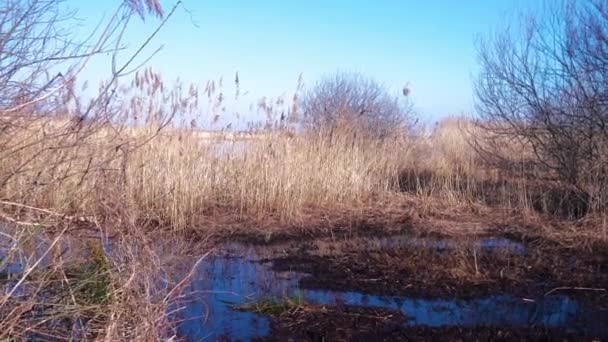 Ξηρό Μπεζ Καλάμι Ατμούς Στον Άνεμο Καλάμι Φυτά Κοντά Στη — Αρχείο Βίντεο