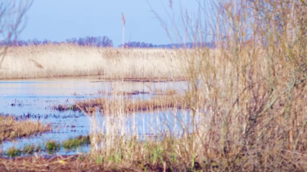 Dry Beige Reed Steams Wind Reed Plants Lake Lake Pape — Stok video