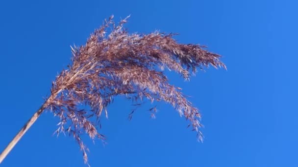 干燥的米黄色芦苇蒸汽在风中 芦苇植物在湖边 帕皮湖自然公园 拉托维亚鲁卡瓦 春日阳光明媚 手持特写镜头 — 图库视频影像