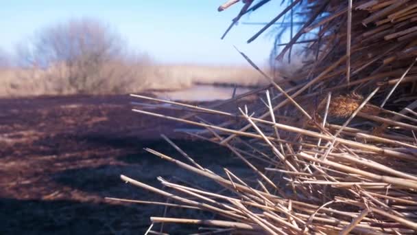 Stack Dry Beige Reed Steams Reed Plants Lake Lake Pape — стоковое видео