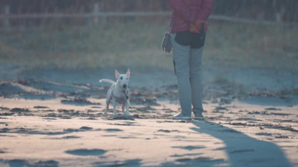 Seorang Wanita Bermain Dengan Anjing Terrier Banteng Putih Kecil Lambat — Stok Video