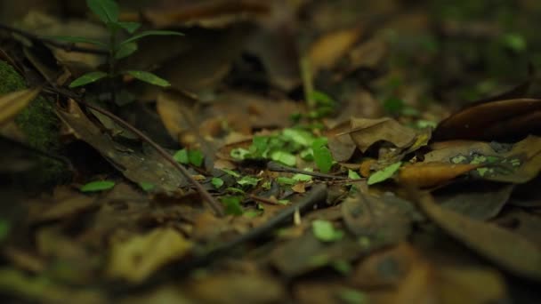 Formigas Cortadoras Folhas Chão Selva Cobertas Folhagem Marrom Velha Colônia — Vídeo de Stock