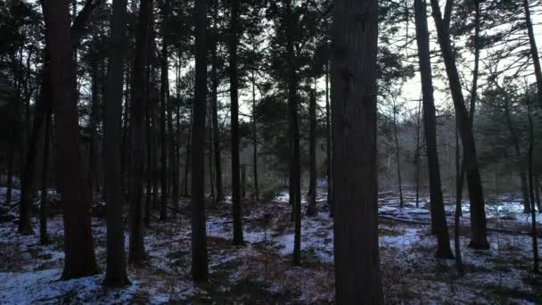 Glatte Drohnenvideomaterial Steigt Durch Einen Schönen Schneebedeckten Kiefernwald Winter — Stockvideo