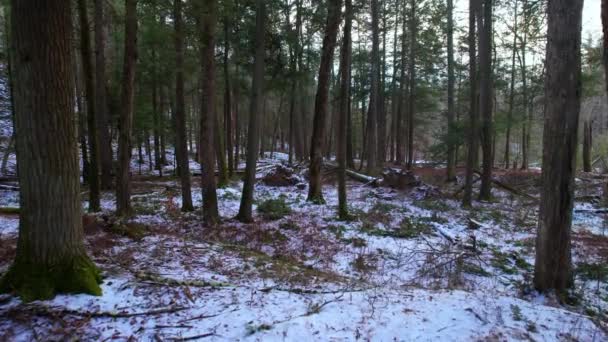 Glatte Videoaufnahmen Die Winter Durch Einen Wunderschönen Schneebedeckten Kiefernwald Gleiten — Stockvideo