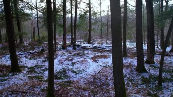 Imágenes Vídeo Suaves Deslizándose Través Hermoso Bosque Pinos Nevados Invierno — Vídeo de stock