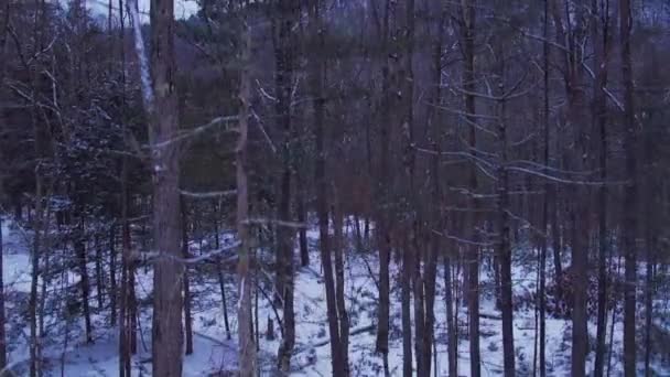 Glatte Drohnenvideomaterial Steigt Durch Einen Schönen Schneebedeckten Kiefernwald Winter — Stockvideo