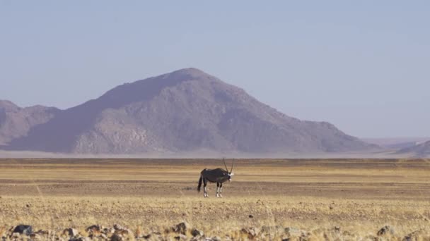 งยาวของ Gemsbok ในทะเลทรายแห งของ Sossusvlei วยภ เขาในพ นหล นาม — วีดีโอสต็อก