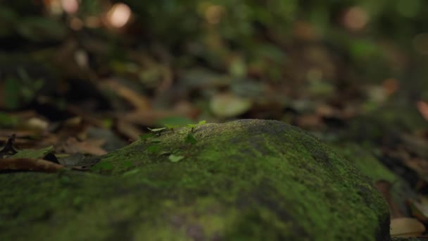 Řezník Listí Mravenci Nesoucí Vystřižené Zelené Listy Mechu Pokryté Skále — Stock video