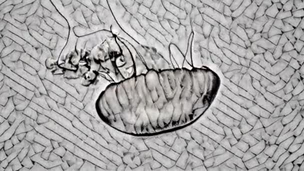 Artistic Sketch Animation Tropical Jellyfish Swimming Sea Digital Art Concept — Stockvideo