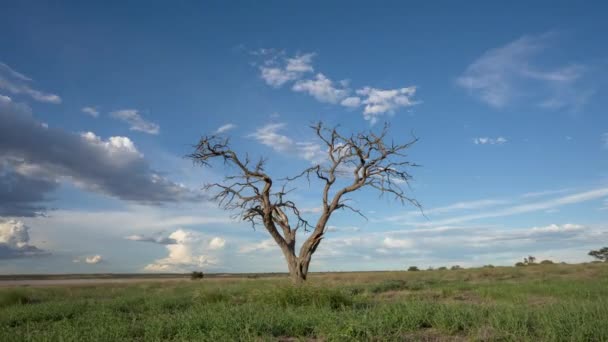 Spectacular Timelapse Dead Tree Colorful Skyes Changing Colors Background Central — Stock video
